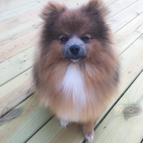 Meet your Posher, Caitlin - Picture 3 of 4